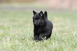 SCHIPPERKE 399